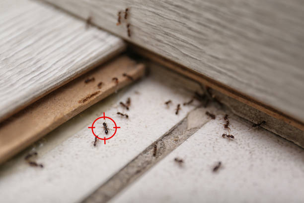 Best Mosquito Control Services  in Suamico, WI